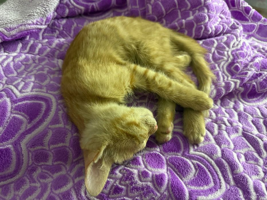 Котенок 2 месяца