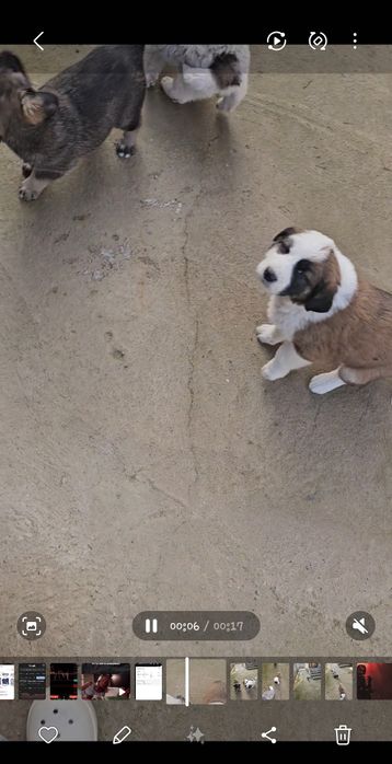 Щенки  в хорошие руки