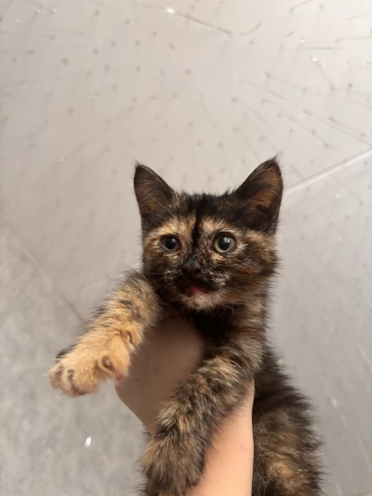 Отдам котенка в добрые руки