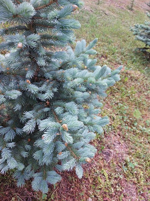 Pachet 50 bucati puieti molid albastru-Picea pungens Glauca Super Blue