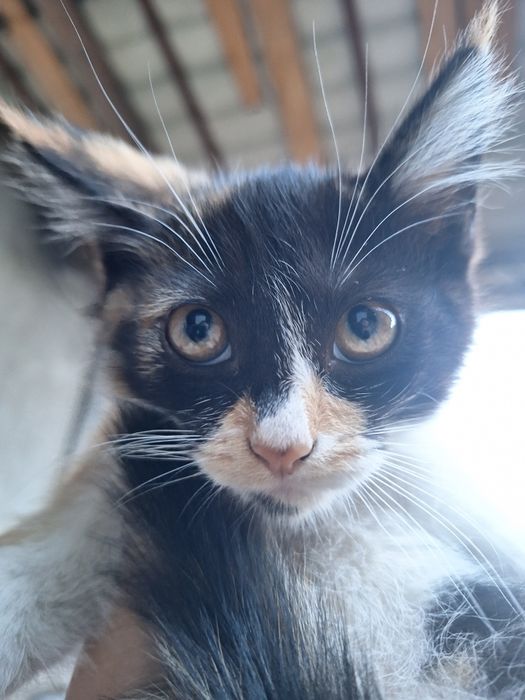 Отдам котенка бесплатно
