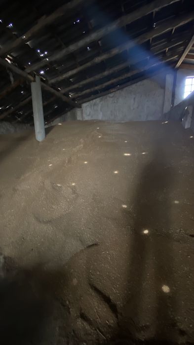 Таза Бидай!