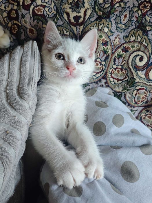 Белого котёнка в добрые руки!