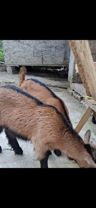 Vand ieduti alpini francezi