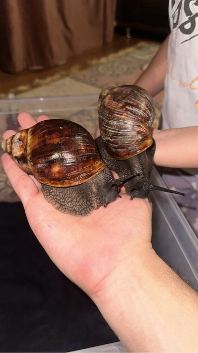 Улитка Архахатина маргината маргината