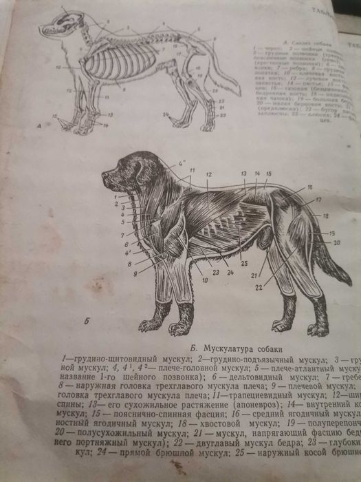 Анатомически атлас за художници