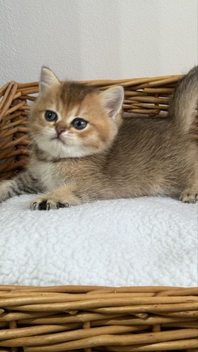 British shorthair - Femela