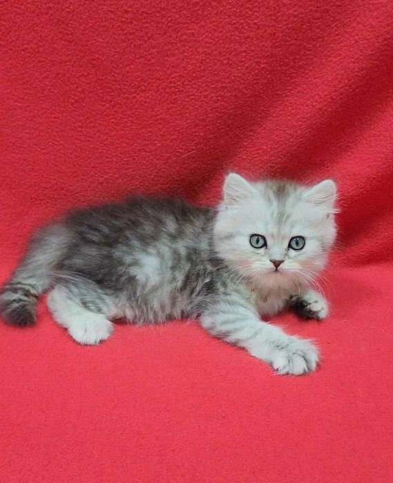 чистокровный котенок мальчик скотиш страйт хайленд серебристая шиншила