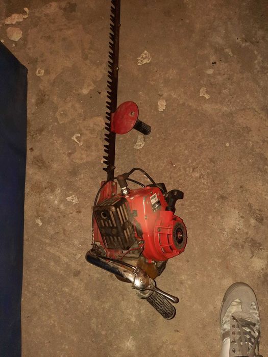 Vand Drujba Japoneza gard viu 250Lei