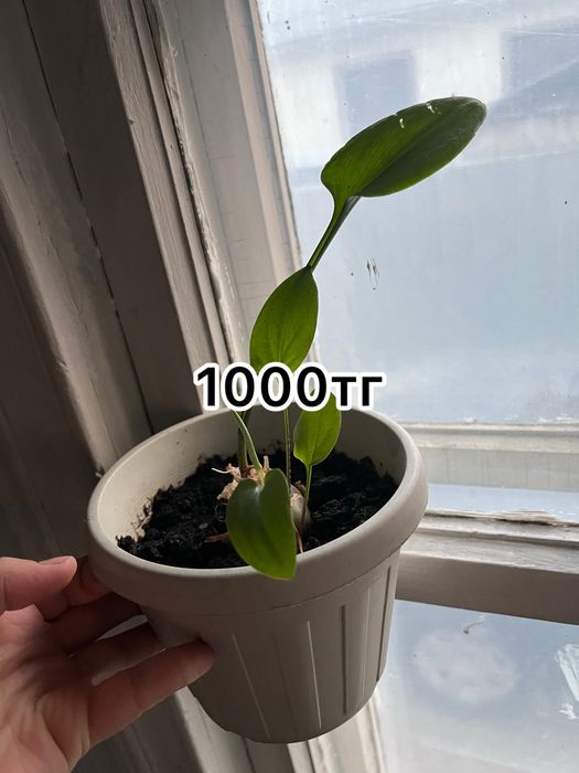 Продам цветы …….