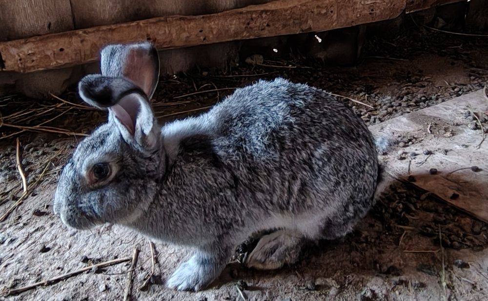 Куёнлар сотилади