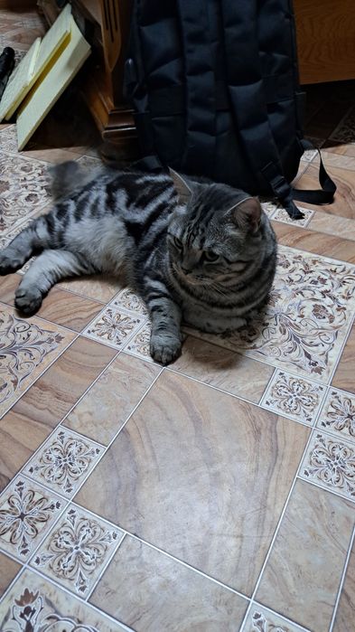 Британский котенок