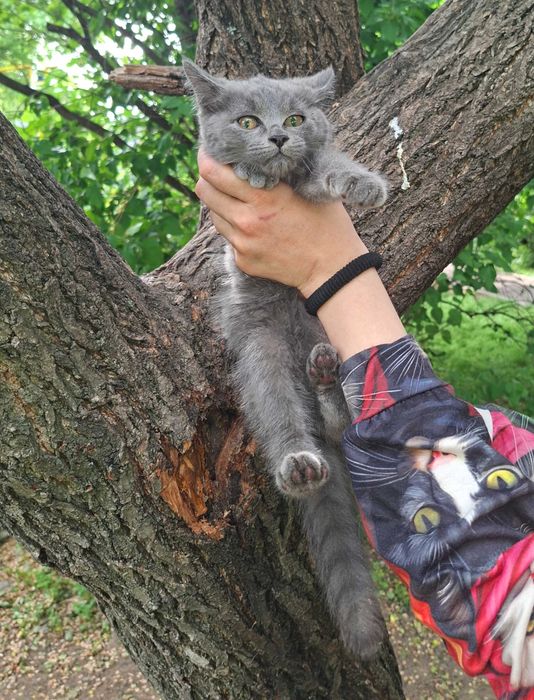 Отдам котёнка в добрые руки