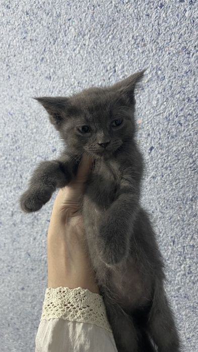 Отдам в хорошие руки котят