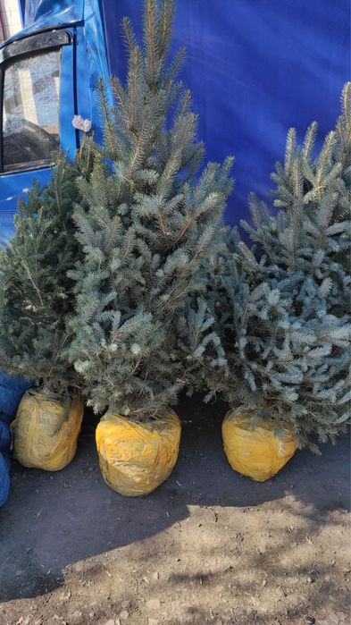 Голубые ели блю даймонд