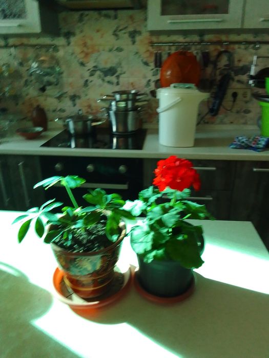 Комнатные цветы .