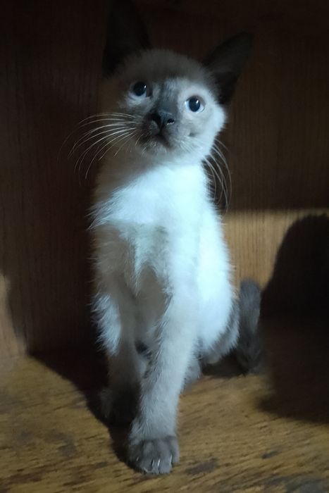 Сиамский котёнок мальчик, возраст 3 месяца