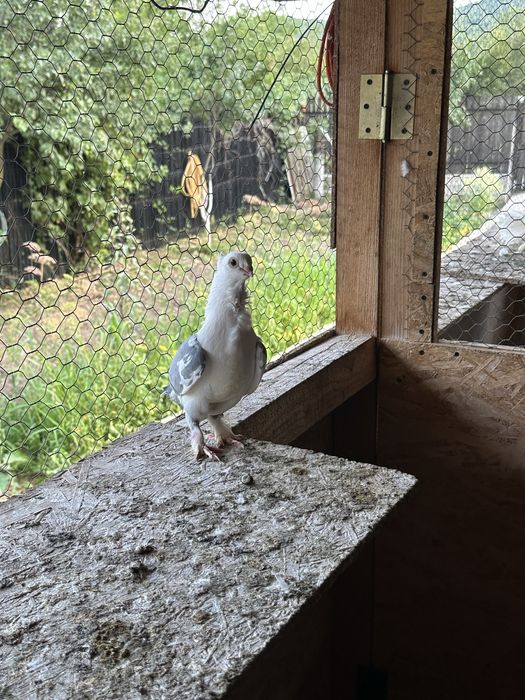 Porumbei de vanzare diferite rase