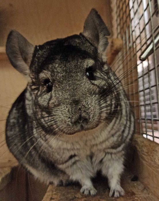 Шиншиллята чистопородные