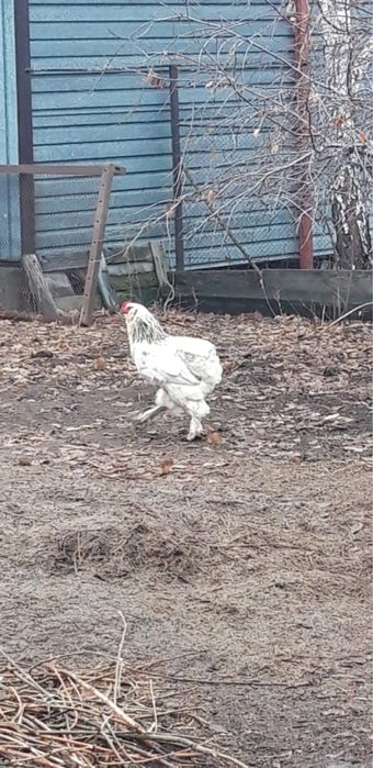 Продам петухов брама