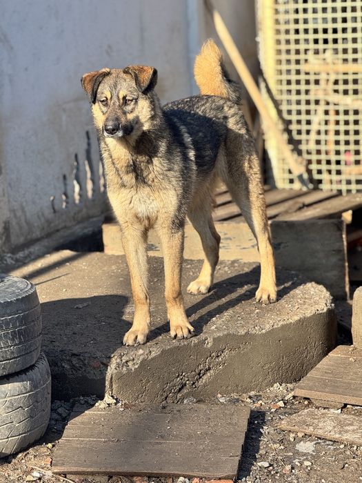 Крупный пёс Макс ищет хозяев!