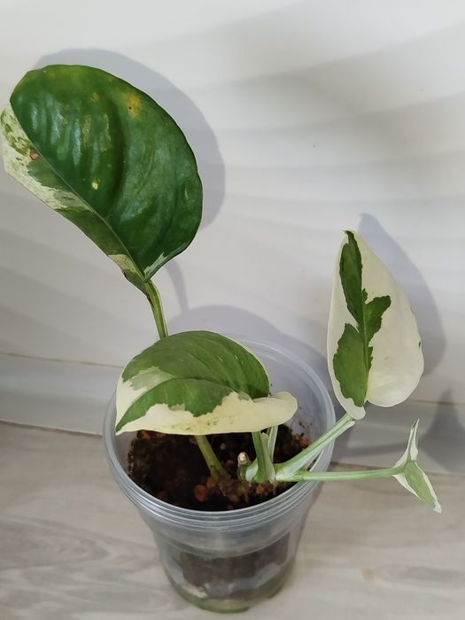 Epipremnum Enjoy detkasi