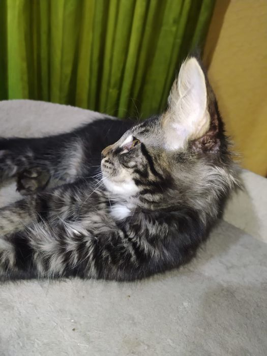 Продаются котята Мейн кун!