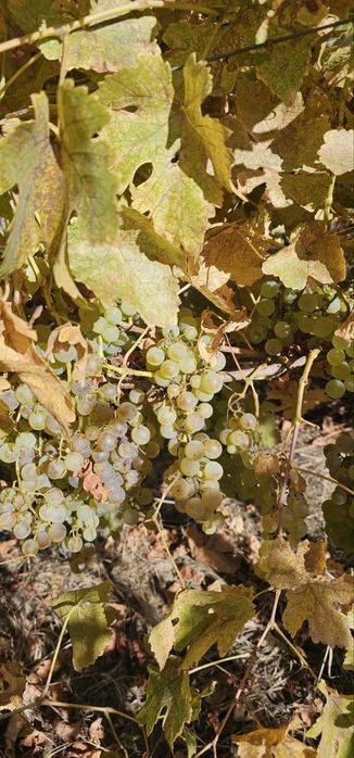 Struguri de vin