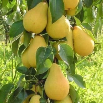 Pomi fructiferi columnari pe rod