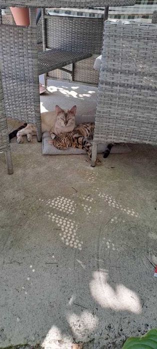 Бенгалски котета