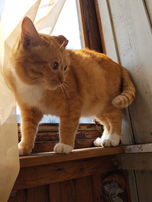 Отдам кота в хорошие руки