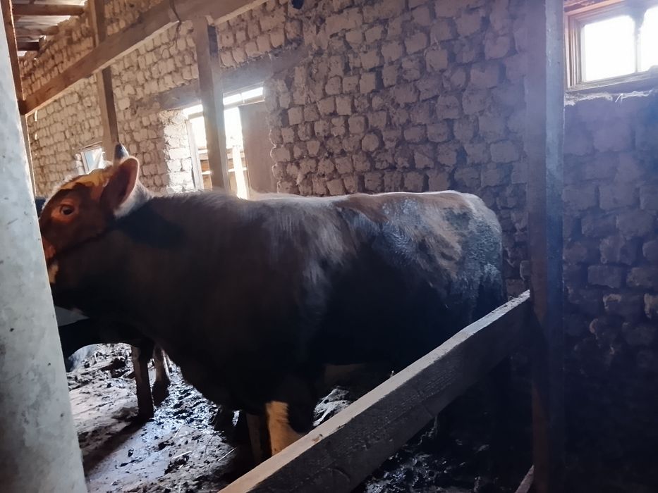 Быки откорм. Семыз