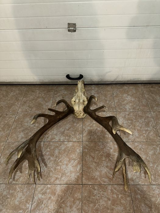 De vanzare coarne de cerb carpatin