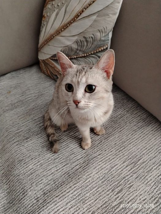 Кошечка молодая с необычным окрасом