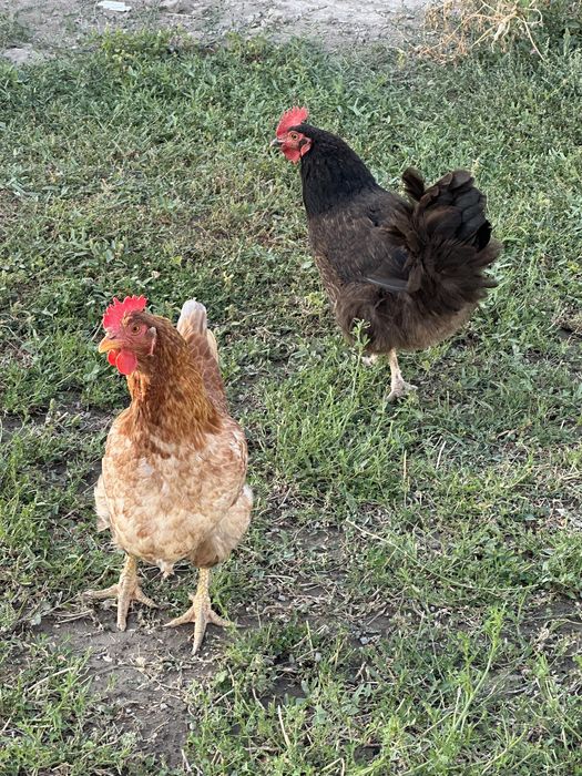 Тауықтар сатылады