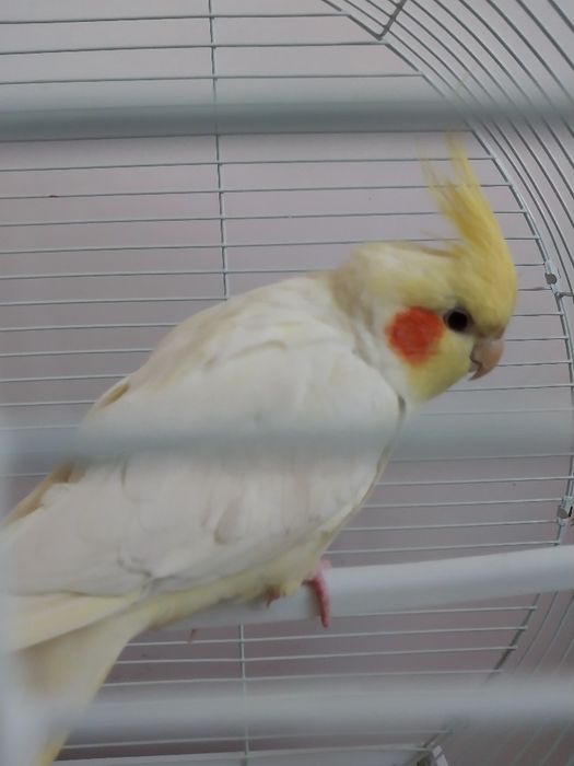 Продаётся попугай корелла