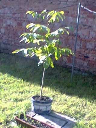 vind  nuc inaltime 1,5 inaltime