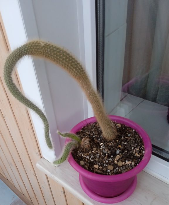 Обезьяний хвост Хильдевинтерия