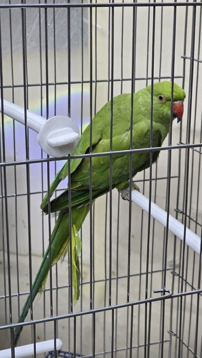 Ожереловый попугай