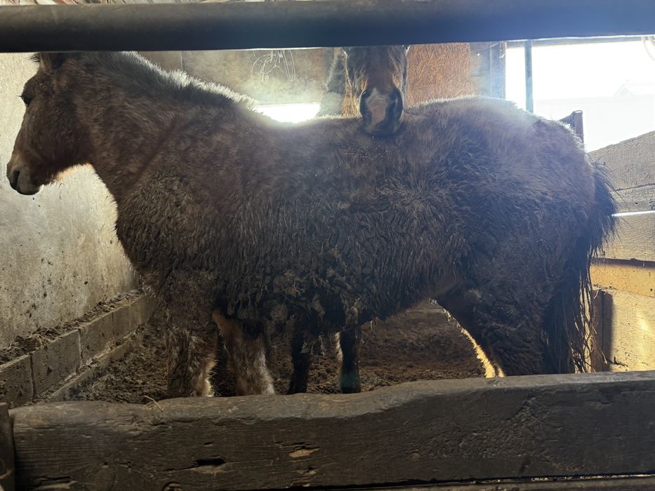 Семіз тай сатылады