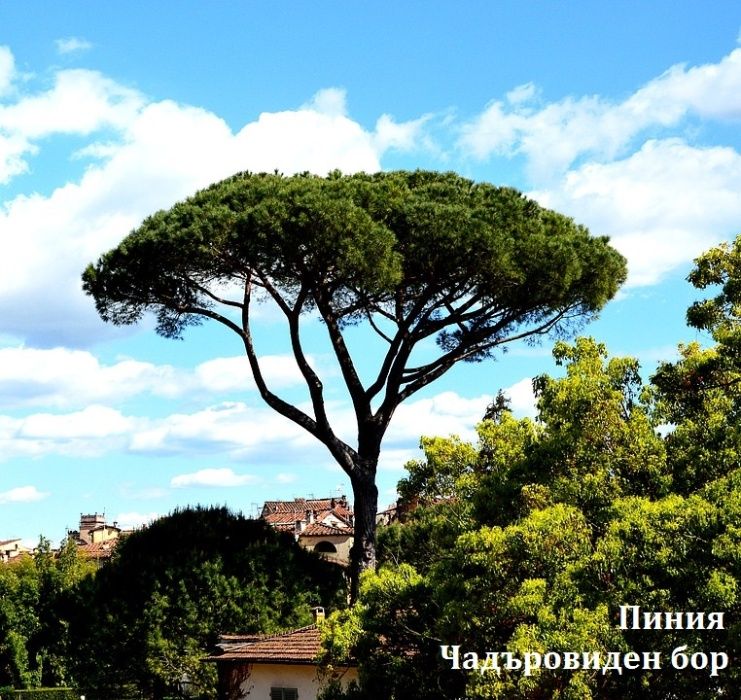 Семена и фиданки. Секвоя Бор Смърч Кедър Ела Тис Кипарис Туя Араукария