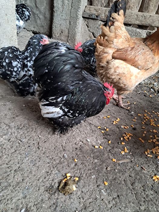 Vând cochinchina pitic