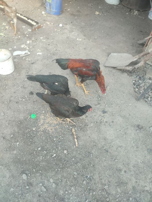 Даканы и домашние