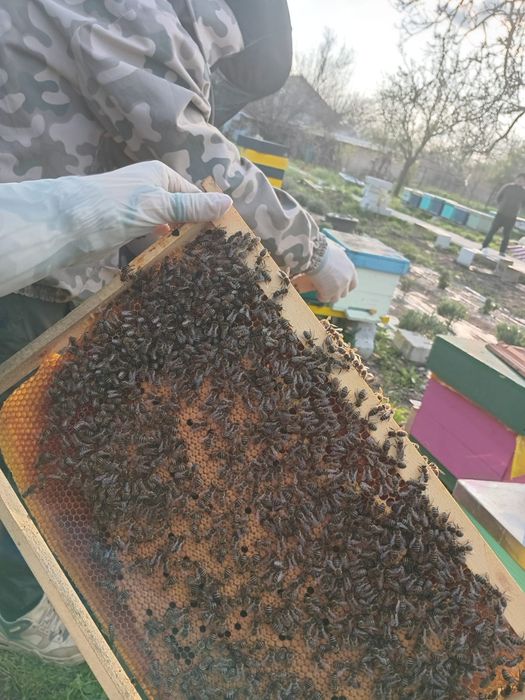 Matci f1 buckfast / carpatina