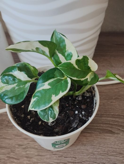 Комнатные растения, район Евразии