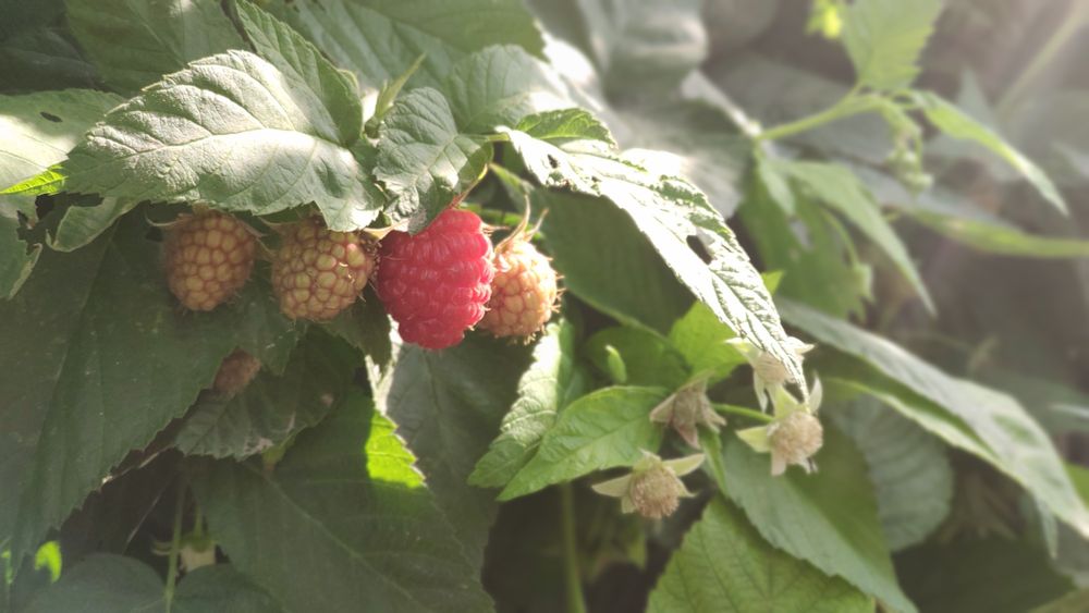 Кусты малина ремонтантной