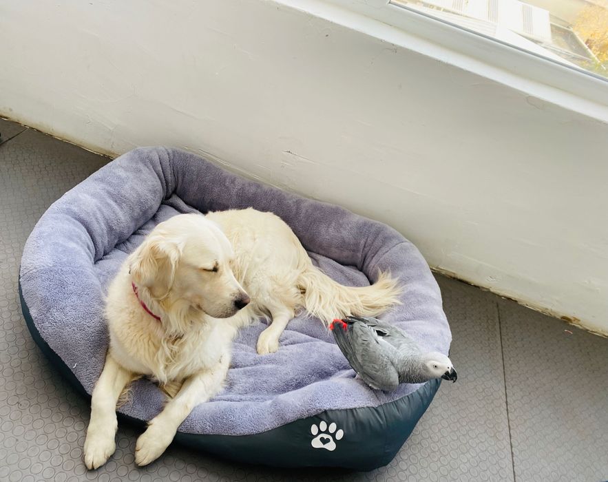 Легло за голямо куче с лапичка ХХЛ сиво