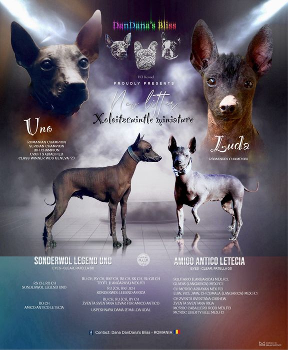 Xolo mini/xoloitzcuintli mini/mexican fara par cu pedigree - baietel