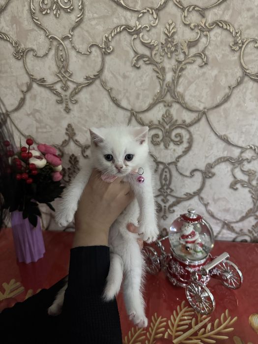 Котенок, кошки пародистые