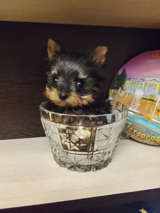 Девочка мини миник